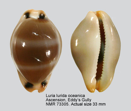 Luria lurida oceanica (4).jpg - Luria lurida oceanica (Schilder,1930)